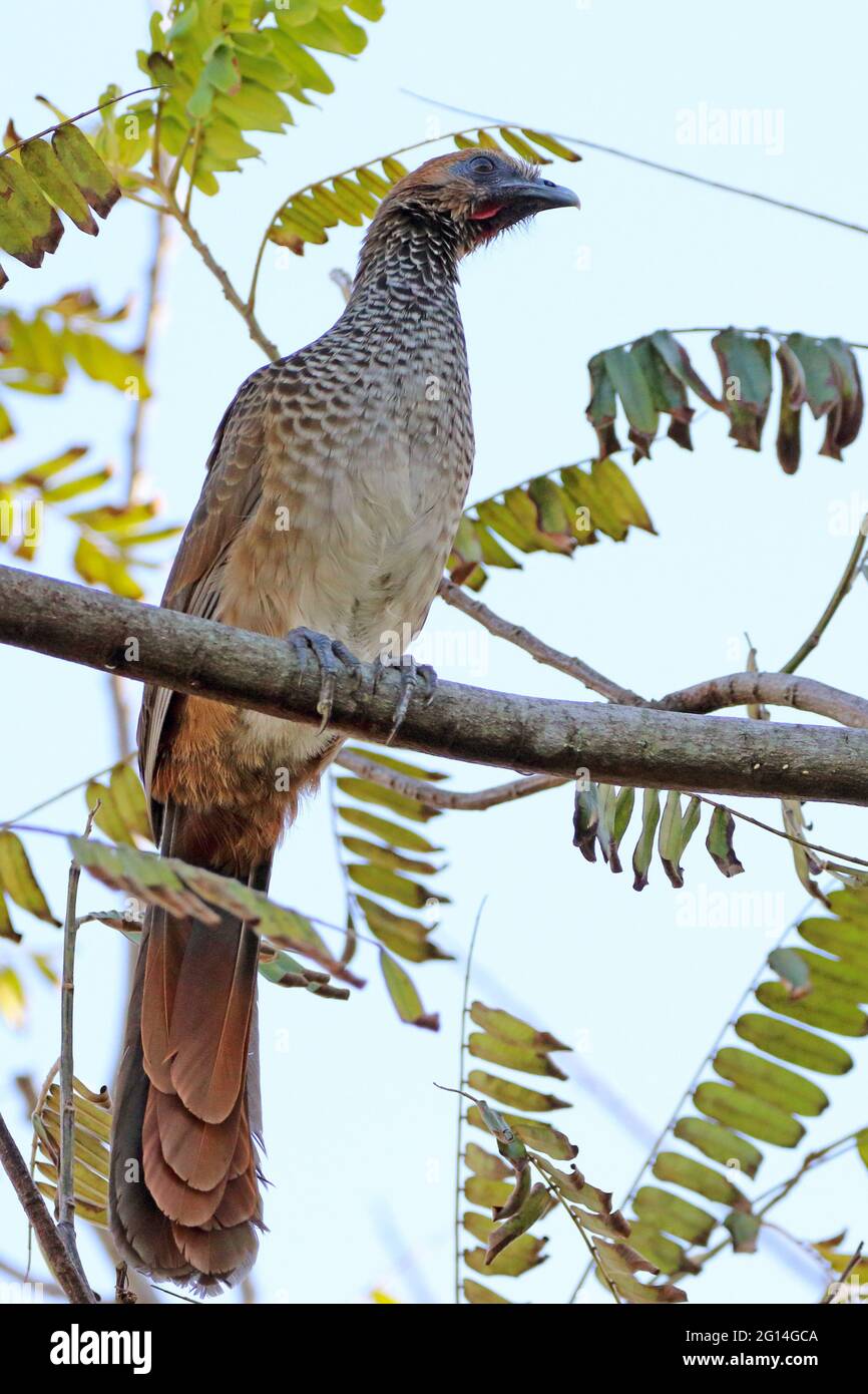 Chachalaca brasiliano orientale (Ortalis araucuan) arroccato su un ramo Foto Stock