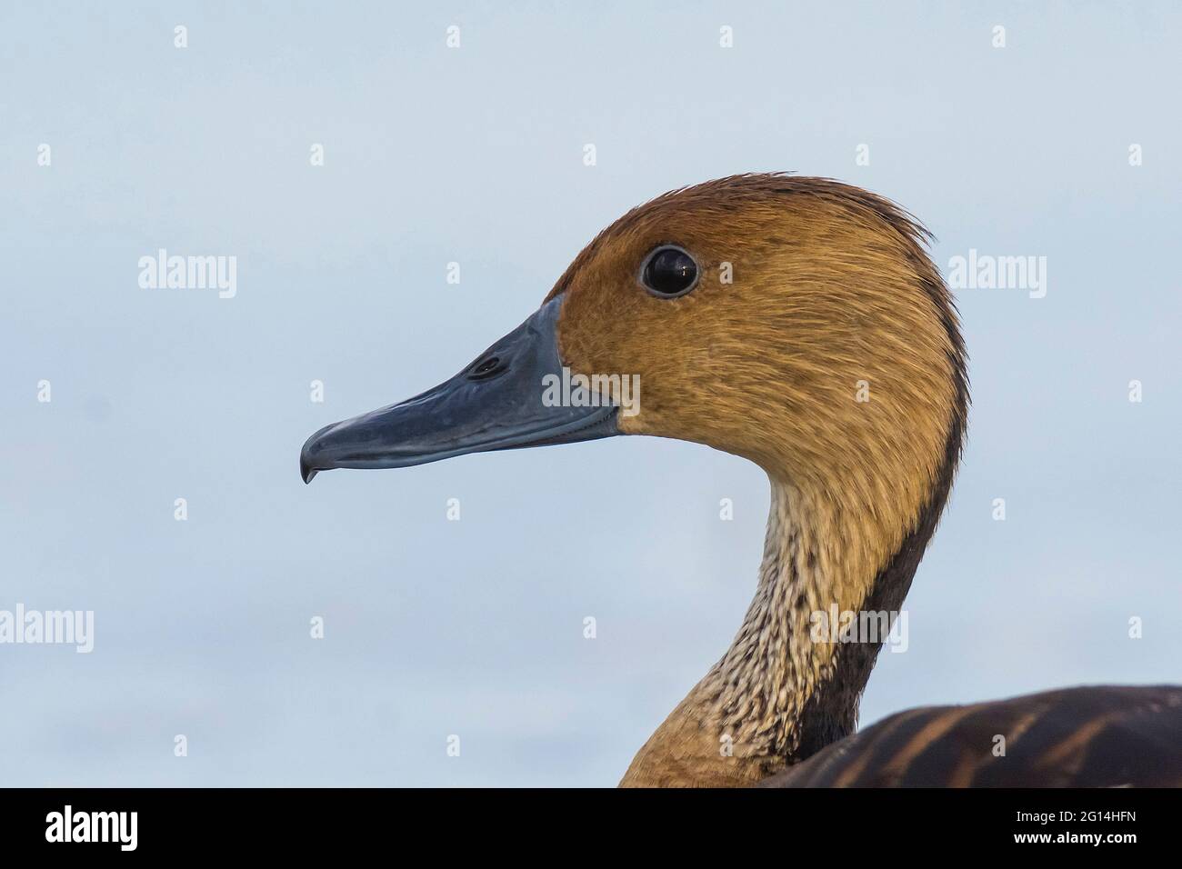 Anatra fischiante fulvosa, la Pampa, Argentina. Foto Stock