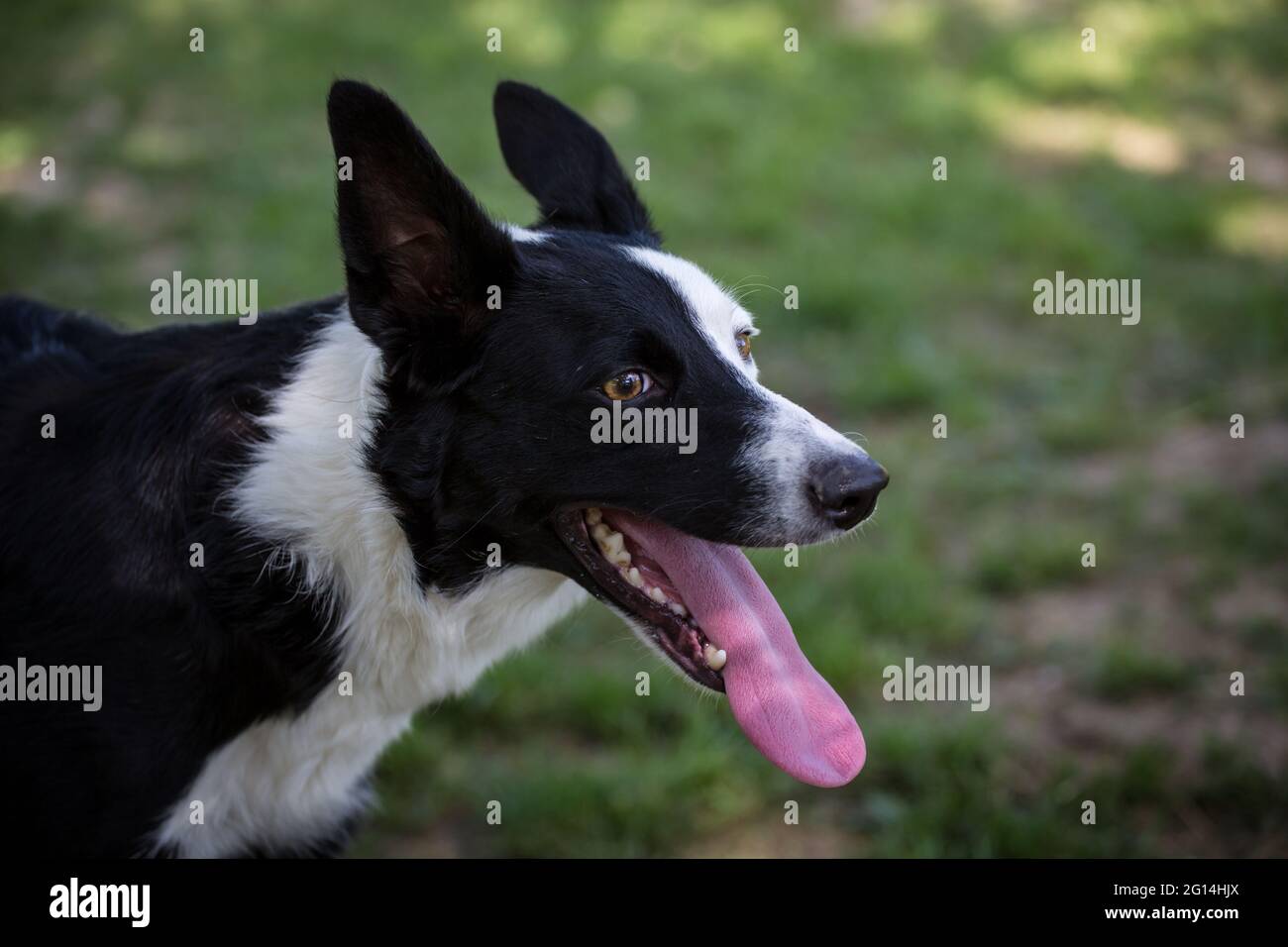 Collie di bordo Foto Stock