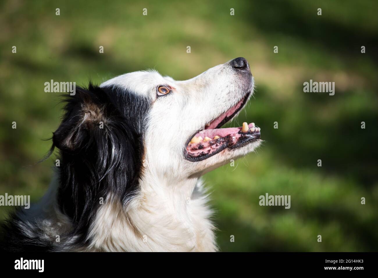 Collie di bordo Foto Stock
