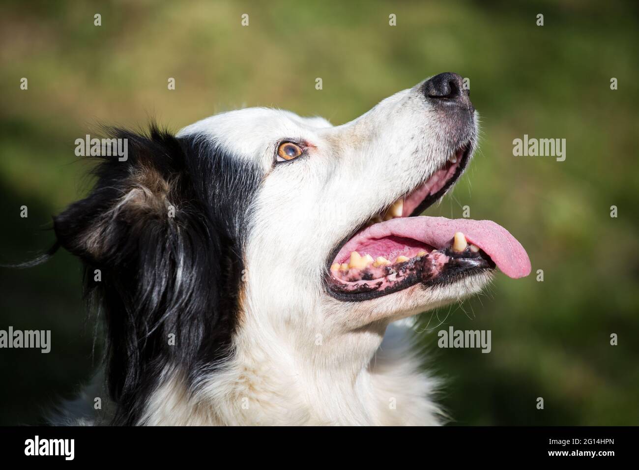 Collie di bordo Foto Stock