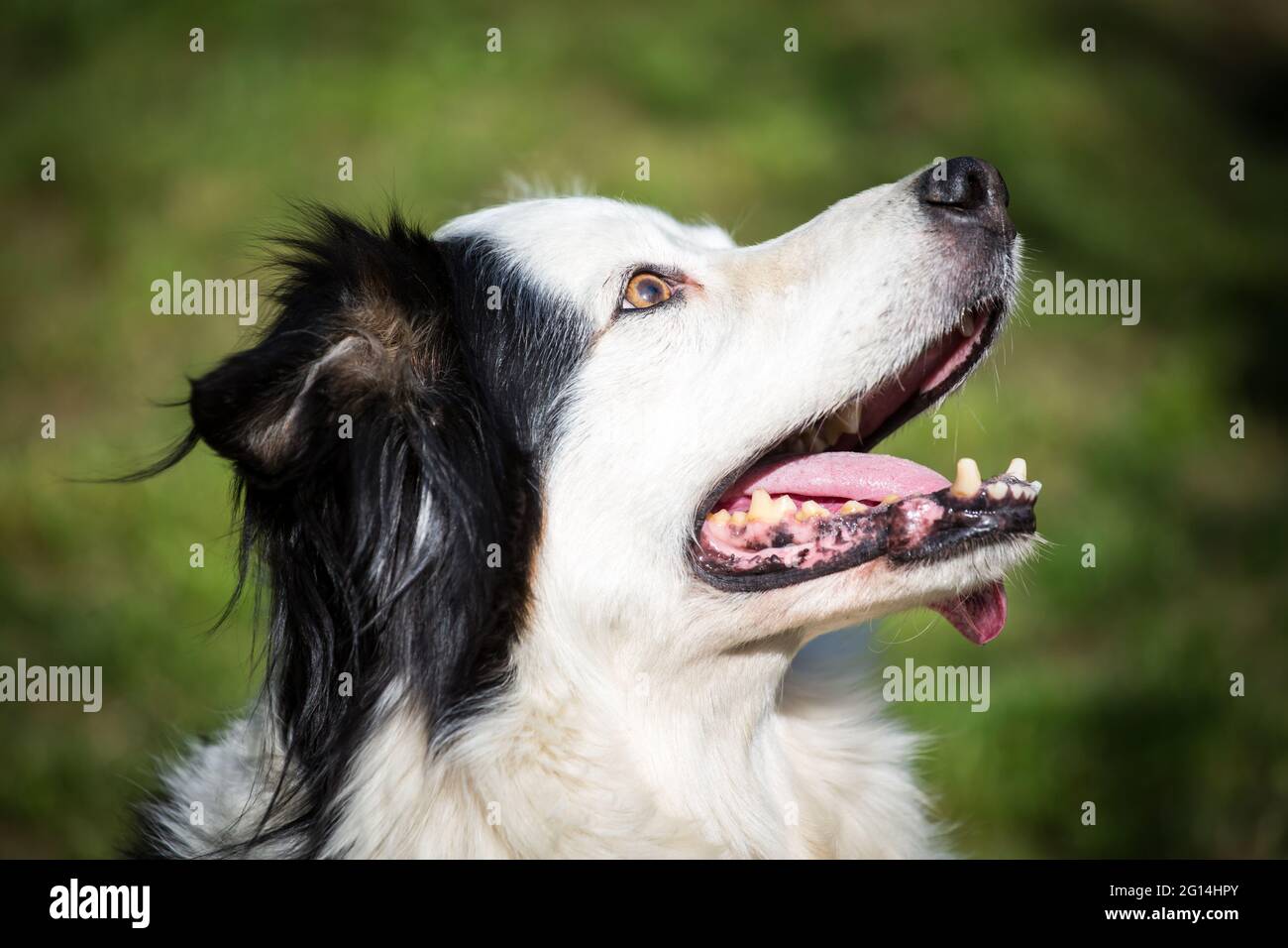 Collie di bordo Foto Stock
