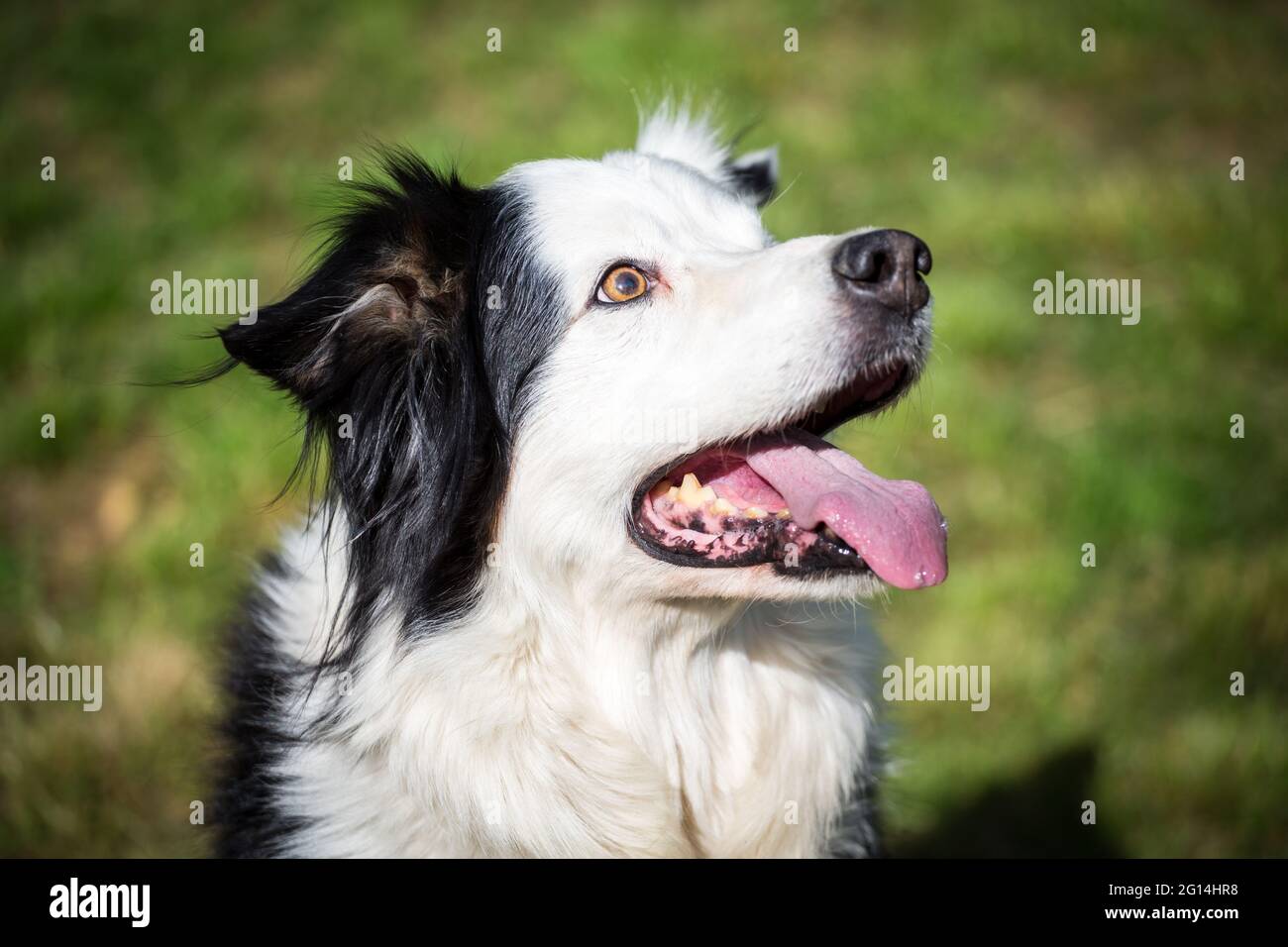 Collie di bordo Foto Stock