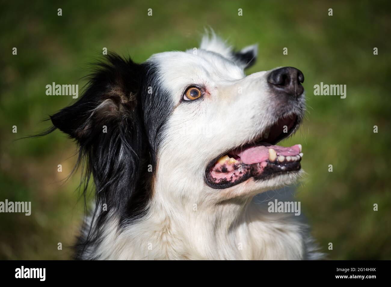 Collie di bordo Foto Stock
