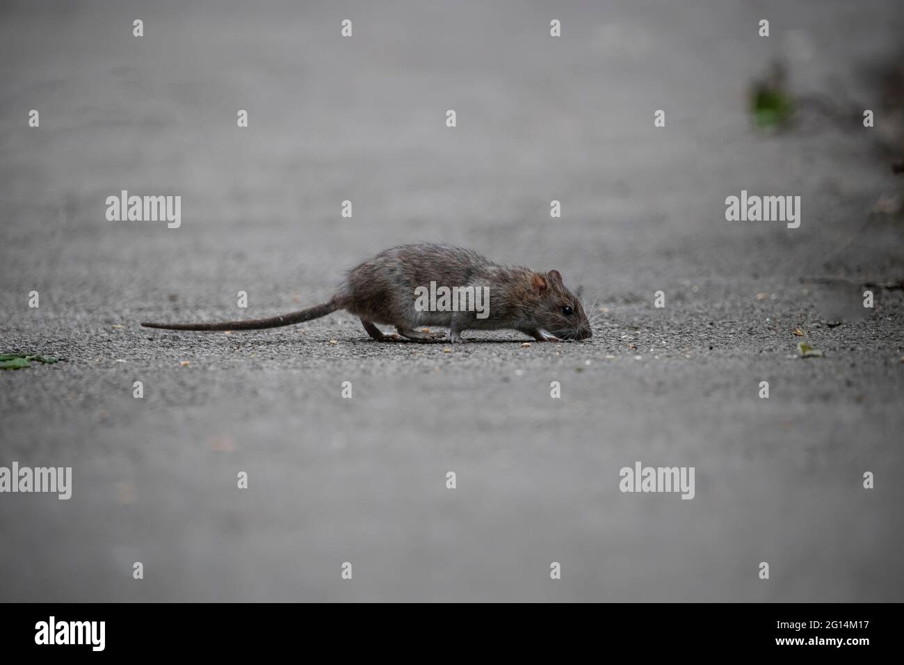 Grande Brown Rat Rattus norvegicus profilo su un sentiero del parco scavenging per scarti di cibo con whiskers e lunga coda squamosa Foto stock - Alamy