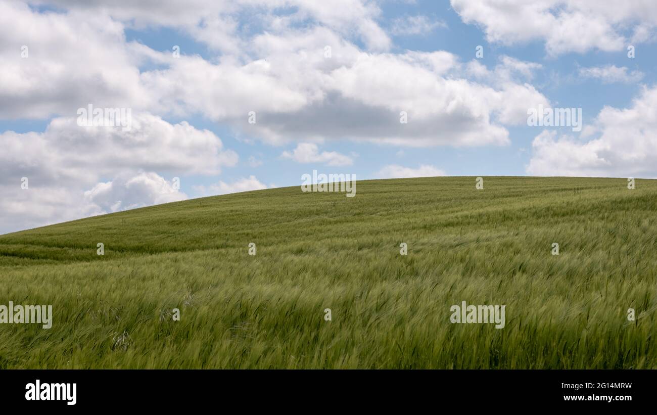 Un campo collinare verde di segale verdeggiante sotto l'orizzonte curvo blu, Danimarca, 2 giugno 2021 Foto Stock