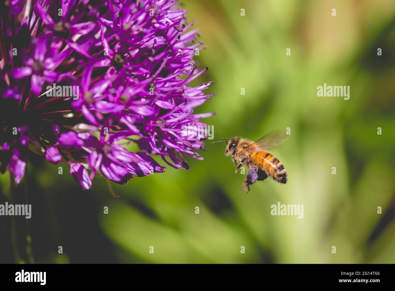 Un'ape di miele in volo che raccoglie polline in sacche da un fiore di allio viola con spazio di copia Foto Stock