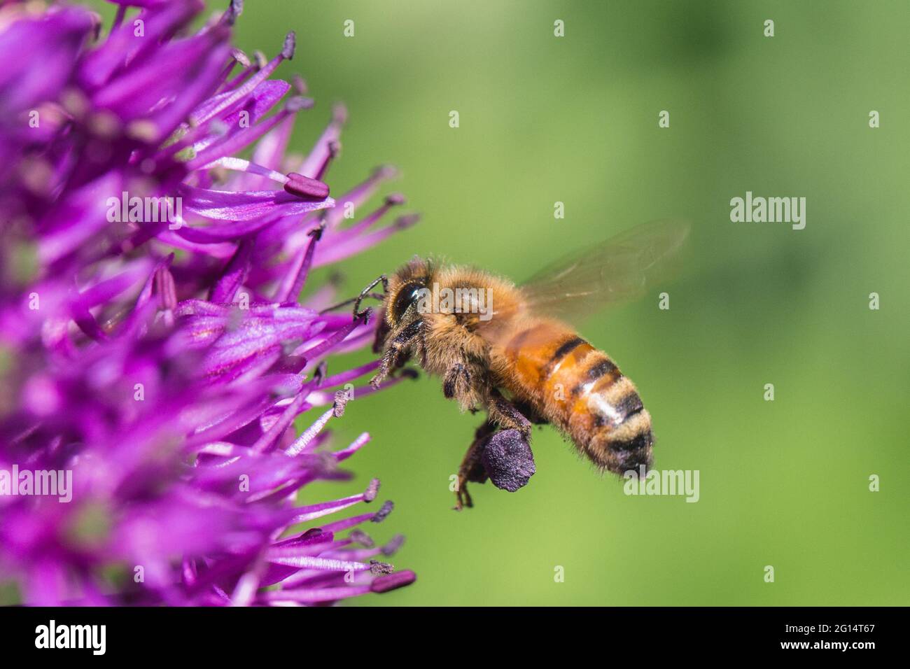 Un'ape di miele in volo che raccoglie polline in sacche da un fiore di allio viola con spazio di copia Foto Stock