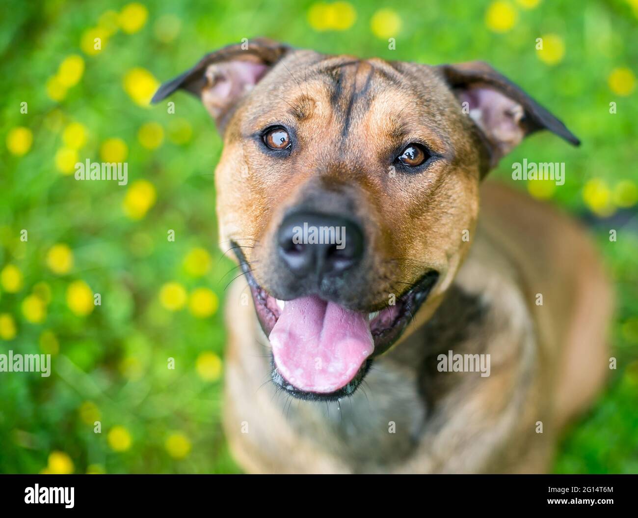 Un cane marrone di razza mista Terrier seduto tra i buttercups, guardando la macchina fotografica con un'espressione felice Foto Stock