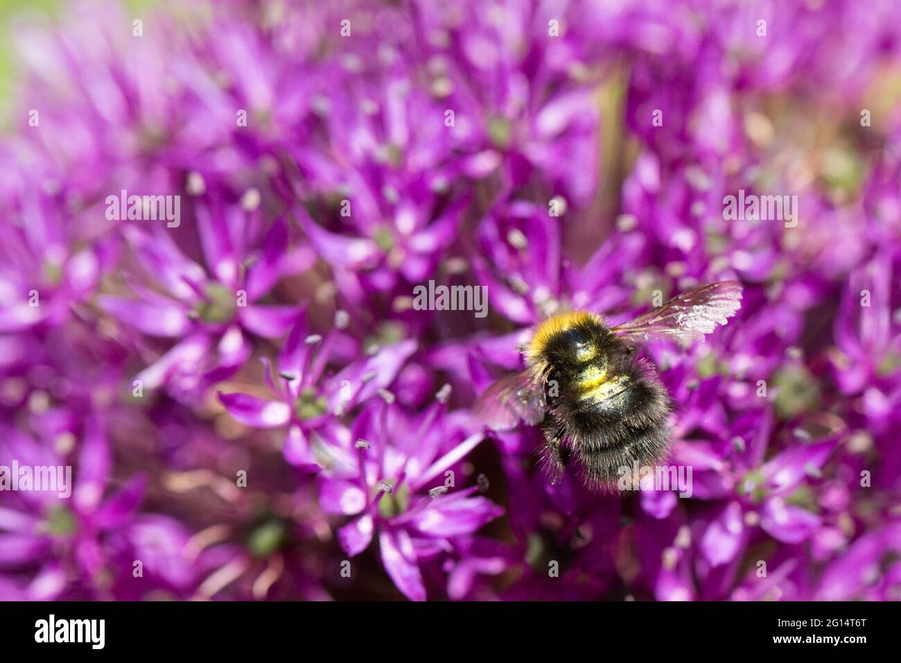 Un'ape di miele effervescente che raccoglie polline su un fiore di allio viola in una natura piena cornice e sfondo impollinazione con spazio di copia Foto Stock