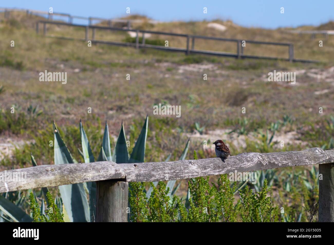 Un piccolo passero che si erge sul corrimano di passerella in legno in un'area costiera circondata da dune di sabbia coperte di vegetazione e piante del secolo Foto Stock