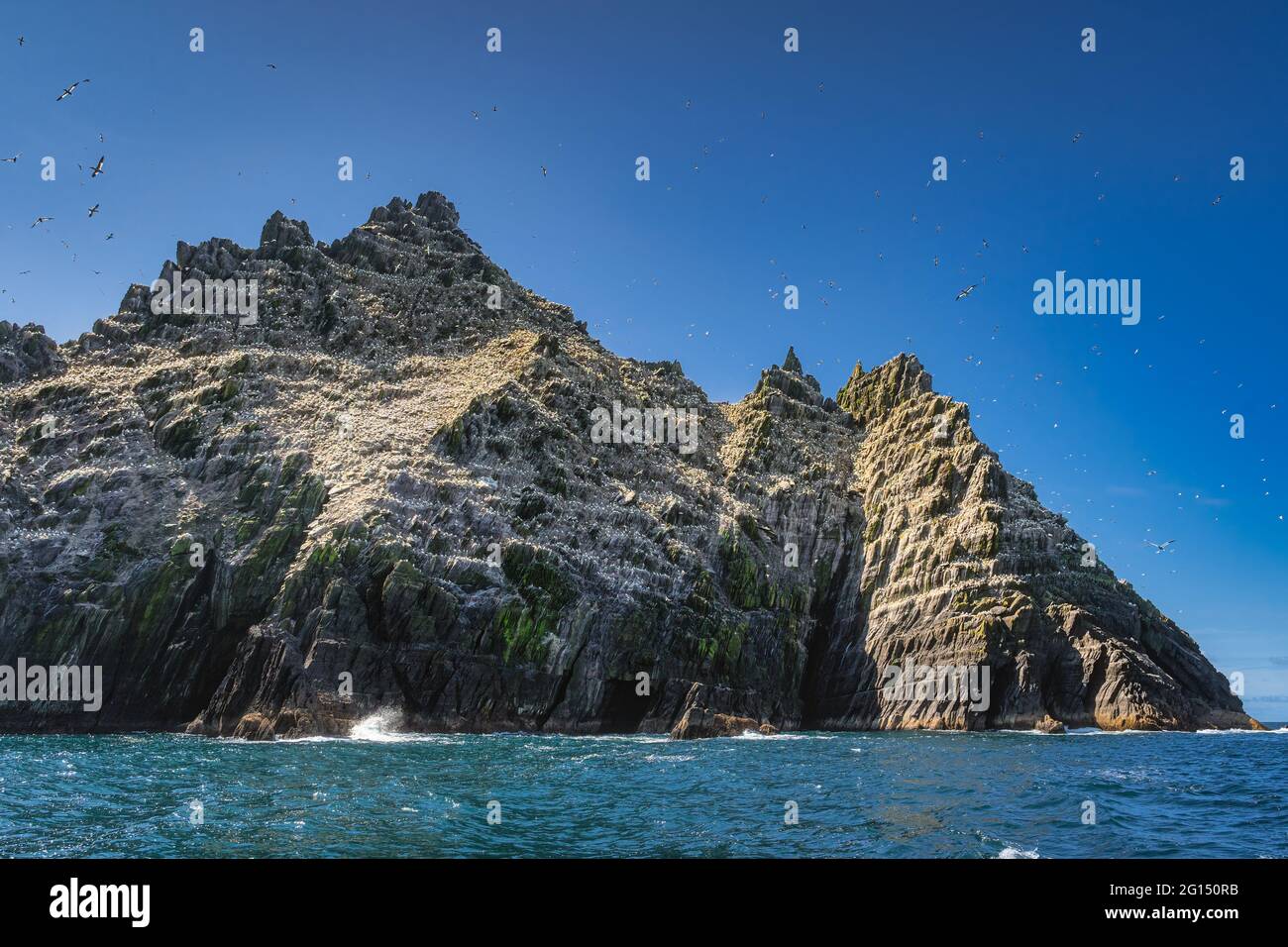 Piccola isola di Skellig, casa di migliaia di Gannets, Morus Bassanus. Uccelli marini che vivono nel loro habitat naturale, Ring of Kerry, Irlanda Foto Stock