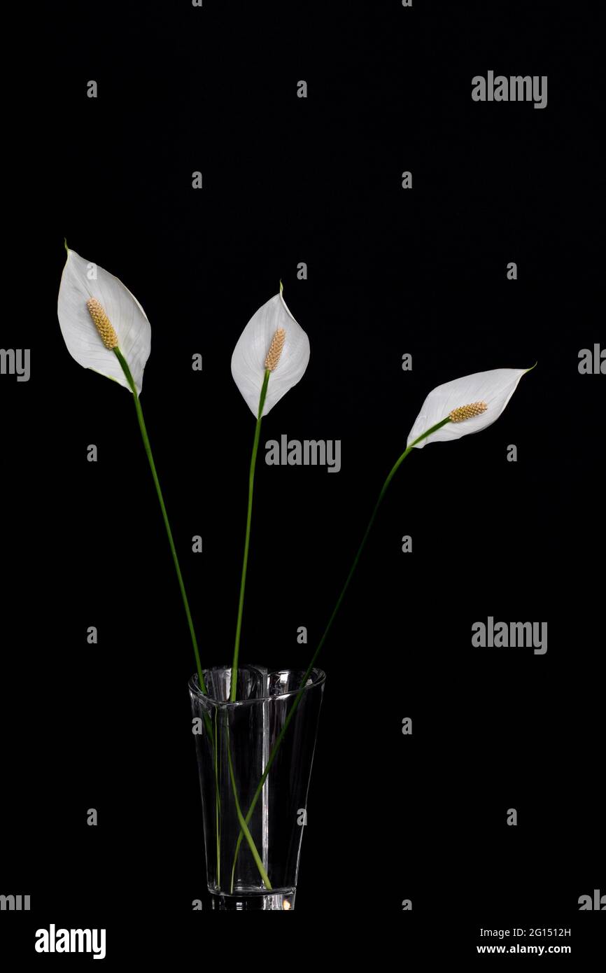 Tre fiori di giglio di pace con steli lunghi in un vaso di vetro decorativo trasparente isolato su sfondo nero. Oscura la vita morta con gigli di pace Foto Stock