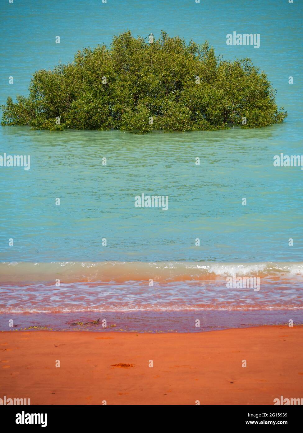 Un albero di mangrovie circondato da acqua di mare nella baia di Roebuck con spiaggia di sabbia rossa in primo piano. Foto Stock