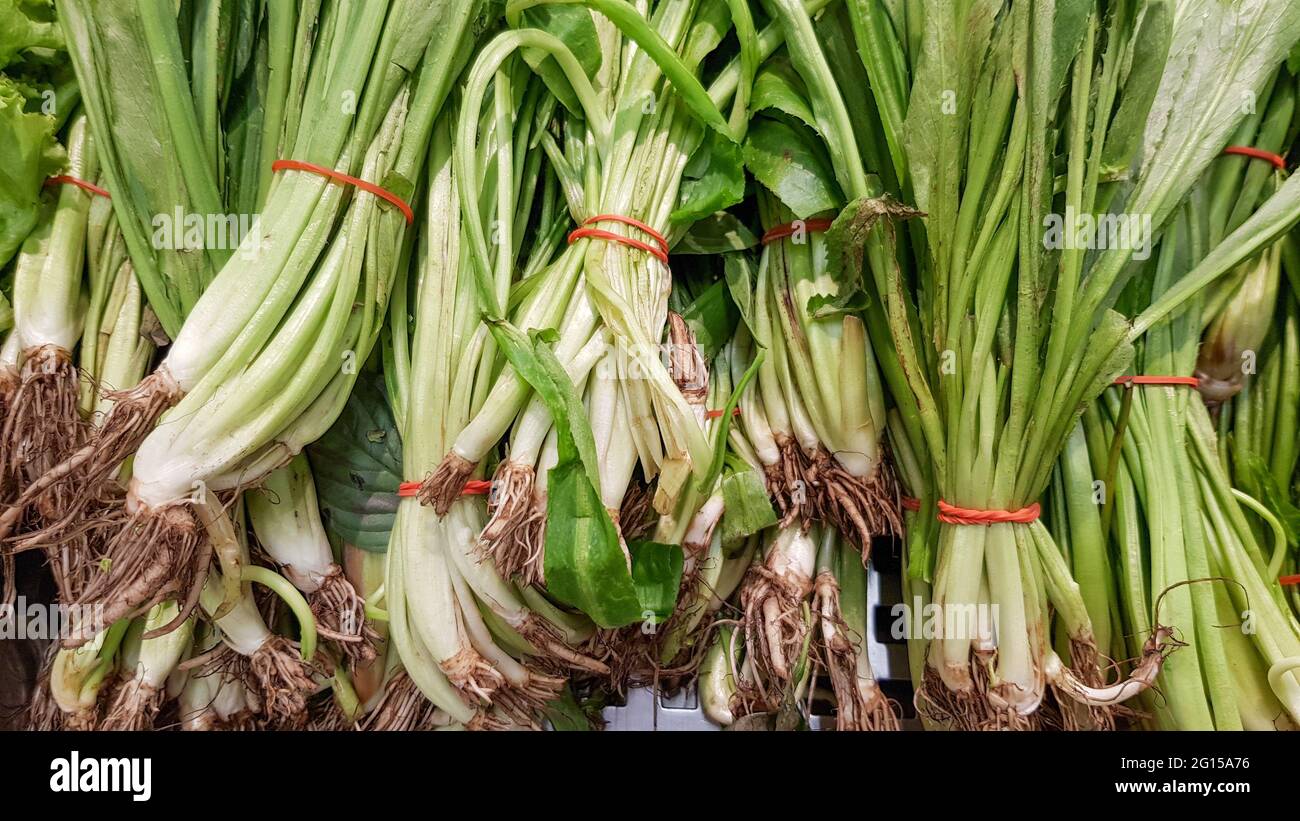 Eryngium foetidum è legato con fasce di gomma per la vendita nel mercato tailandese. Foto Stock