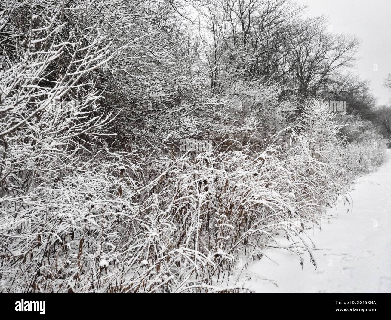 Alberi innevati: Dopo una fresca nevicata, gli alberi lungo un sentiero nel bosco sono coperti di neve sui loro rami Foto Stock