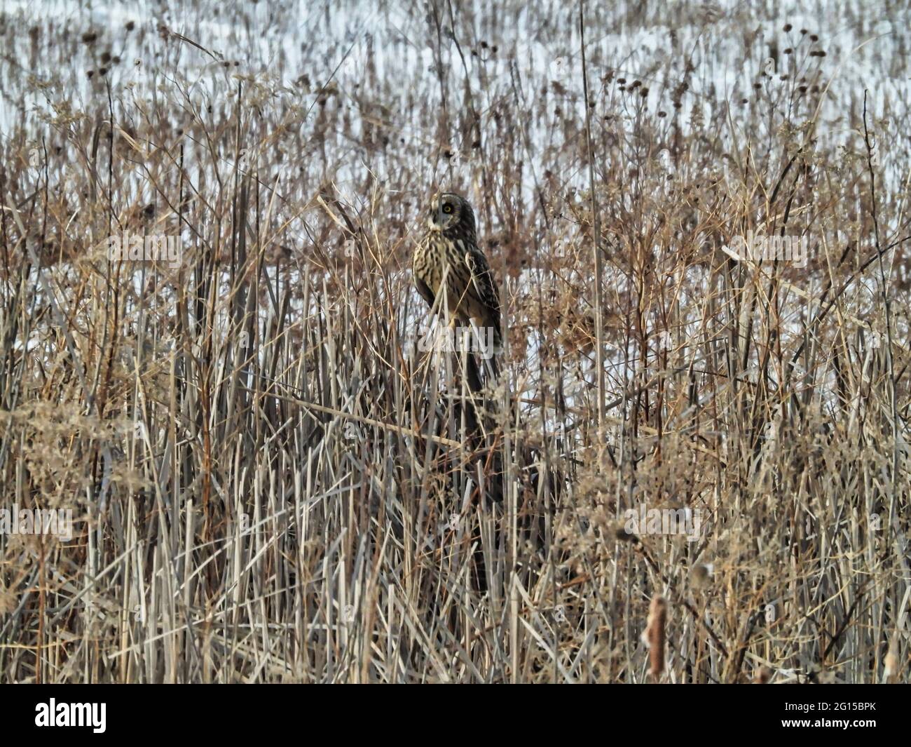 Gufo corto allevato appollaiato su Reeds: Un gufo prende una pausa dal volo arroccato su canne tagliate sul campo di prateria coperto di neve in un giorno d'inverno Foto Stock