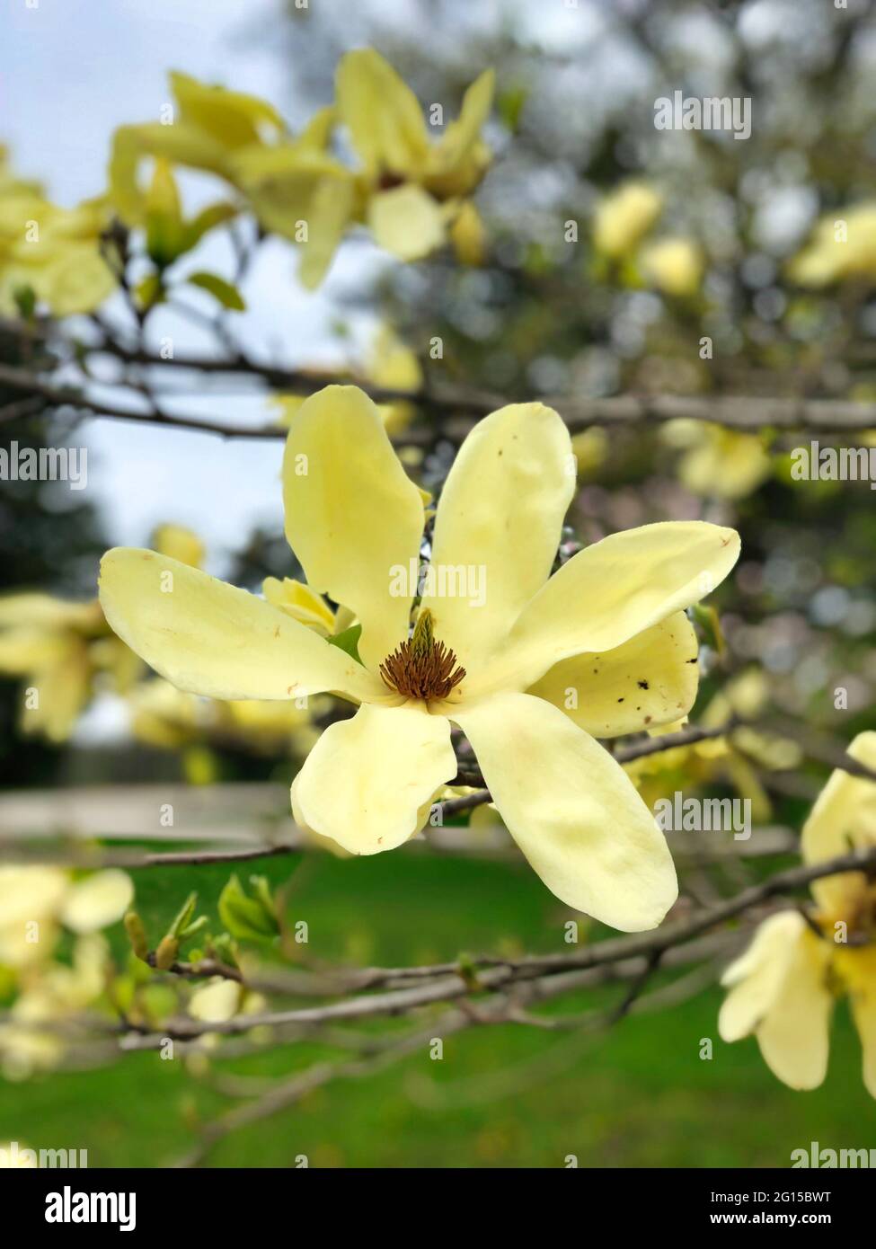 Magnolia gialla in piena fioritura: I primi segni della primavera con un ingrandimento giallo in piena fioritura in una giornata di sole primavera in una vista macro Foto Stock