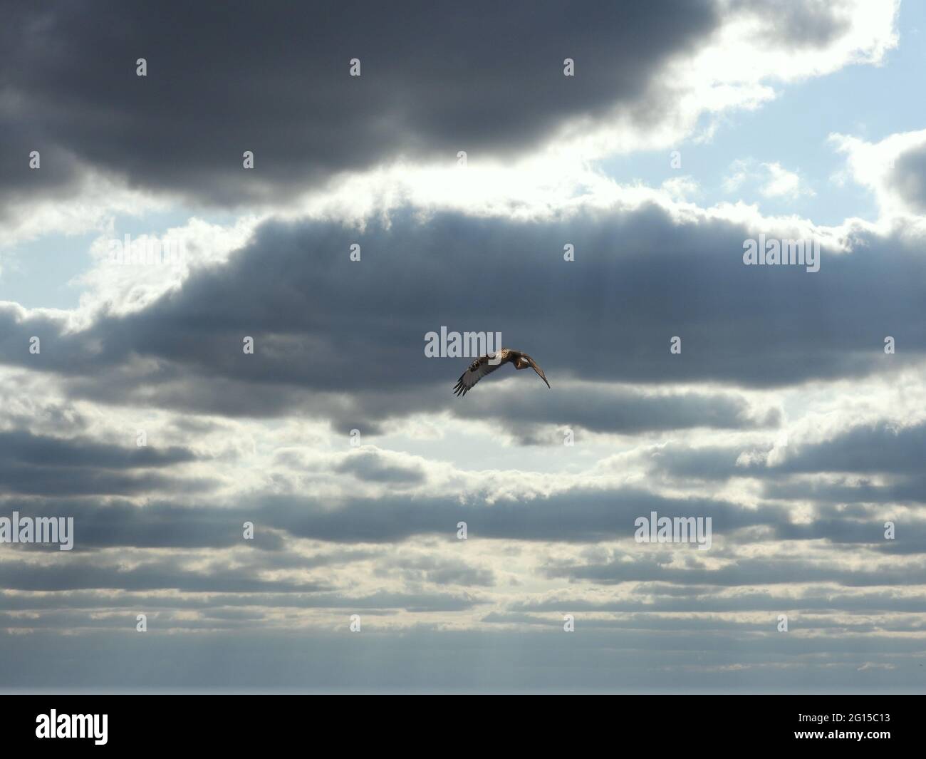 L'Harrier settentrionale svetta nelle nuvole: Un uccello di preda più arida del nord in un giorno di caduta mentre il sole comincia a brillare attraverso le nubi spesse Foto Stock