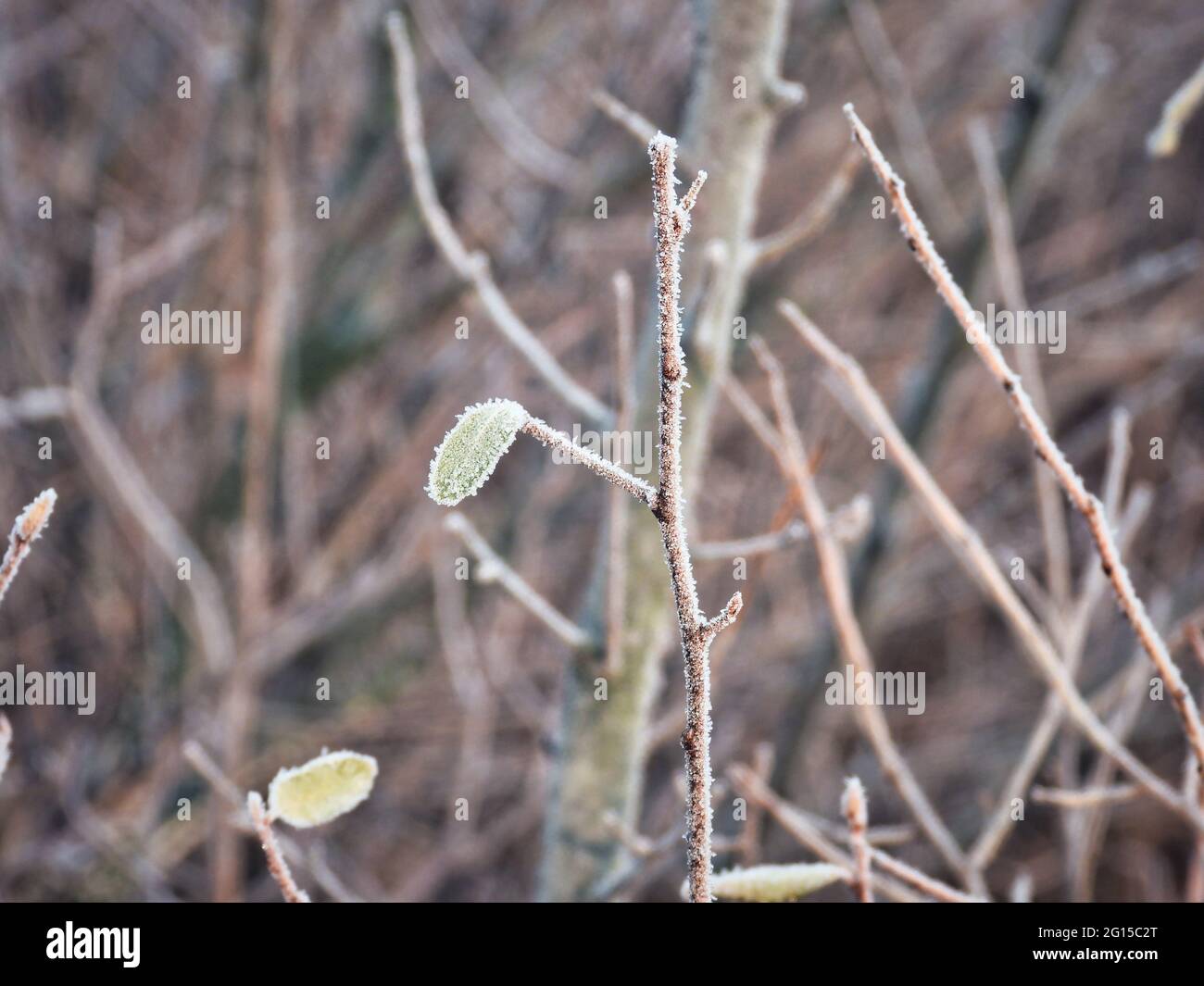 Foglia congelata su una mattina invernale coperta in ghiaccio Frost: Una closeup di una singola foglia appesa su un ramo stretto su una mattina presto inverno coperto in i Foto Stock