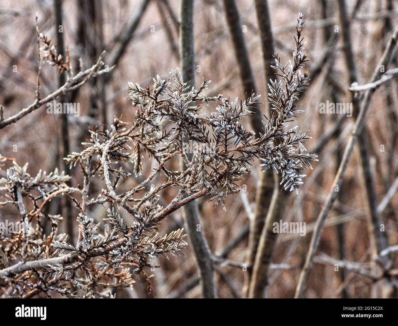 Gambo dell'abete nella neve: Congelato nel tempo, deriva da un abete coperto nel gelo di mattina su una vista ravvicinata di mattina presto di inverno Foto Stock