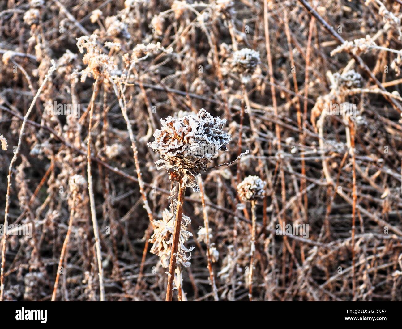 Fiore nella neve: Congelato nel tempo, un fiore selvatico di prateria coperto di gelo mattina in una vista ravvicinata di mattina presto inverno mattina Foto Stock