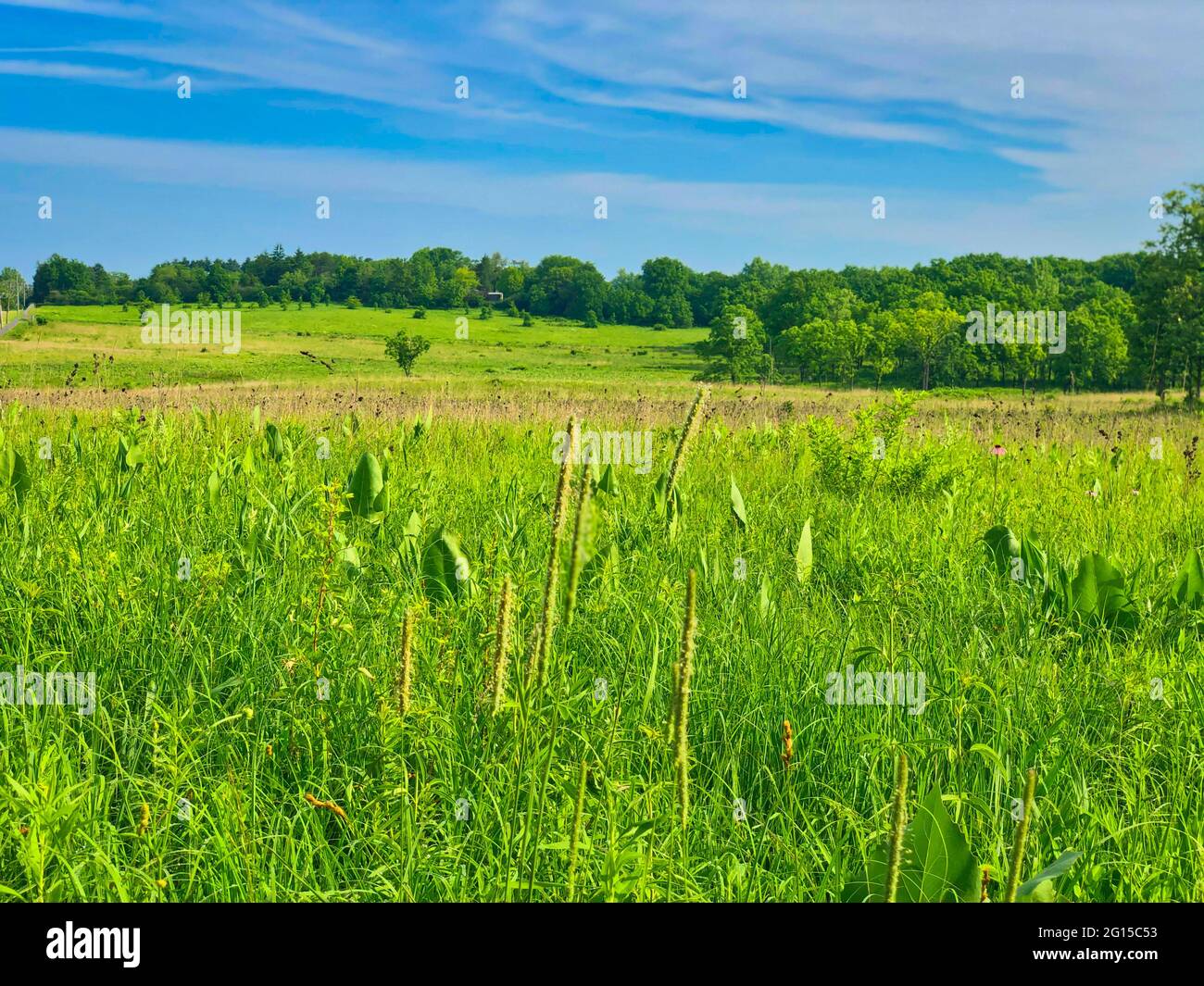 Campo e cielo: Estate sulla prateria con un prato verde brillante e cielo blu con accenni di una foresta boscosa sullo sfondo Foto Stock