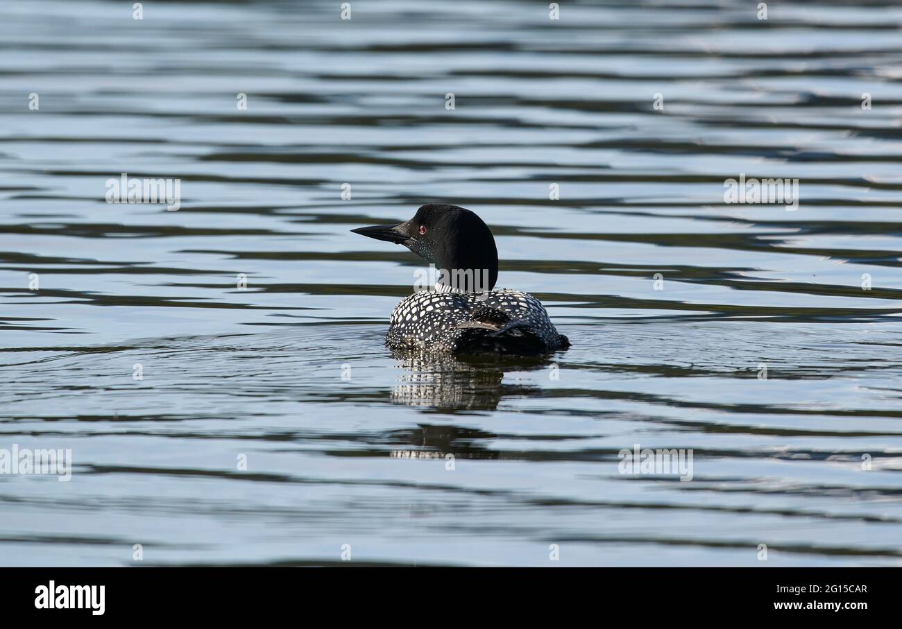 Comune loon (Gavia immer) nuoto, Vermillion Laghi, Banff, Alberta, Canada Foto Stock