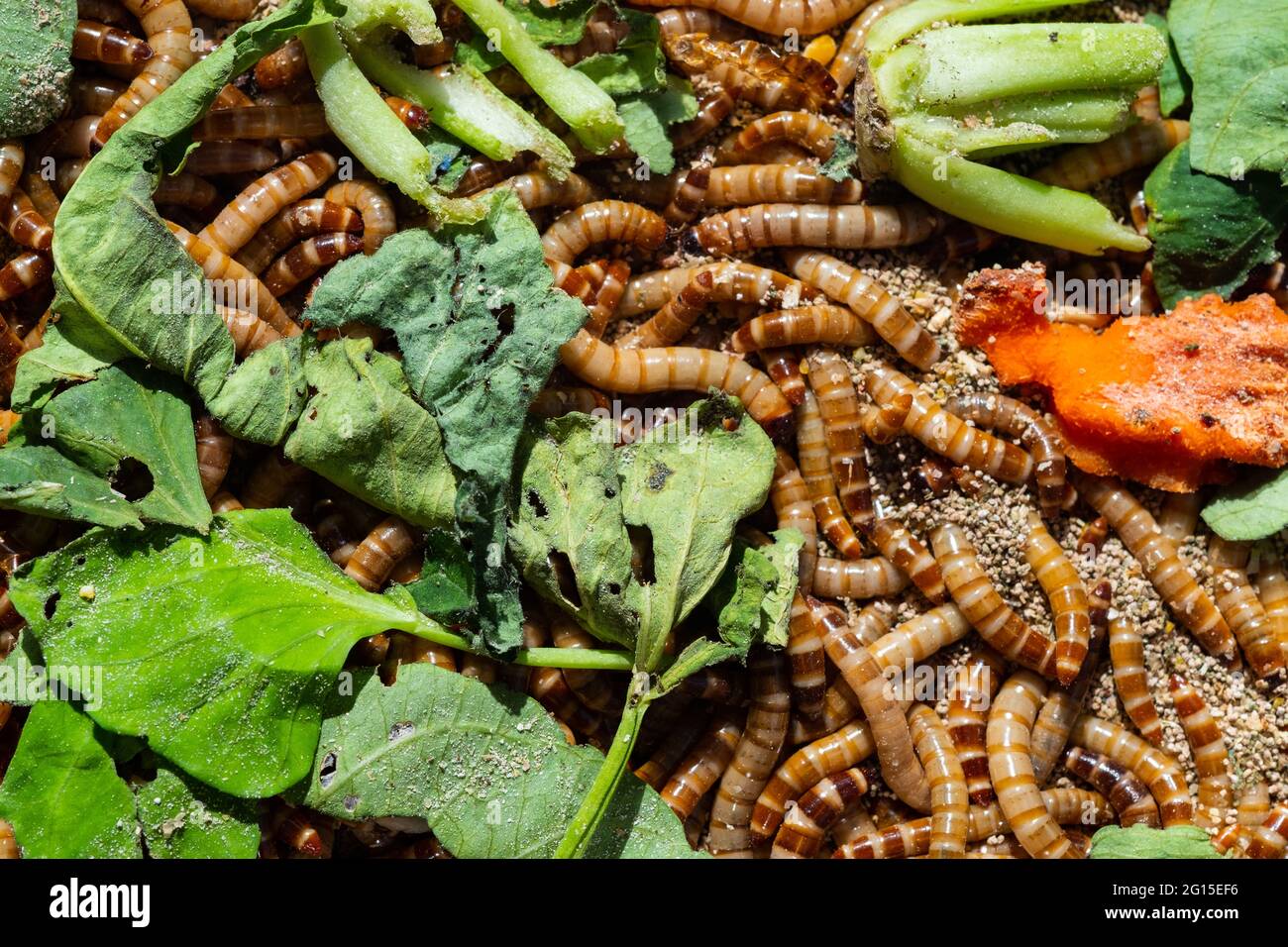 Closeup uccello verme, cibo per animali, insetto Foto Stock