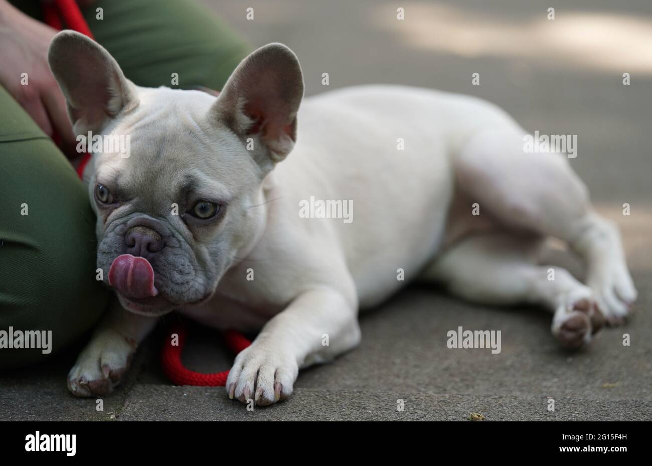 Amburgo, Germania. 04 giugno 2021. Charly, un bulldog francese di sei mesi, si trova accanto a un allevatore di animali. Charly è stato acquistato all'età di 8 - 12 settimane attraverso il mercato online Ebay Kleinanzeigen e è stato consegnato di nuovo dopo due mesi al rifugio di animali ad Amburgo. I rifugi animali nel nord temono un'ondata di cedimenti di animali domestici acquisiti nella pandemia di Corona, quando ritorna la vita quotidiana con giorni di ufficio e vacanze. (A dpa 'Animali ripari paura ondata di resa degli animali dopo il blocco') Credit: Marcus Brandt/dpa/Alamy Live News Foto Stock