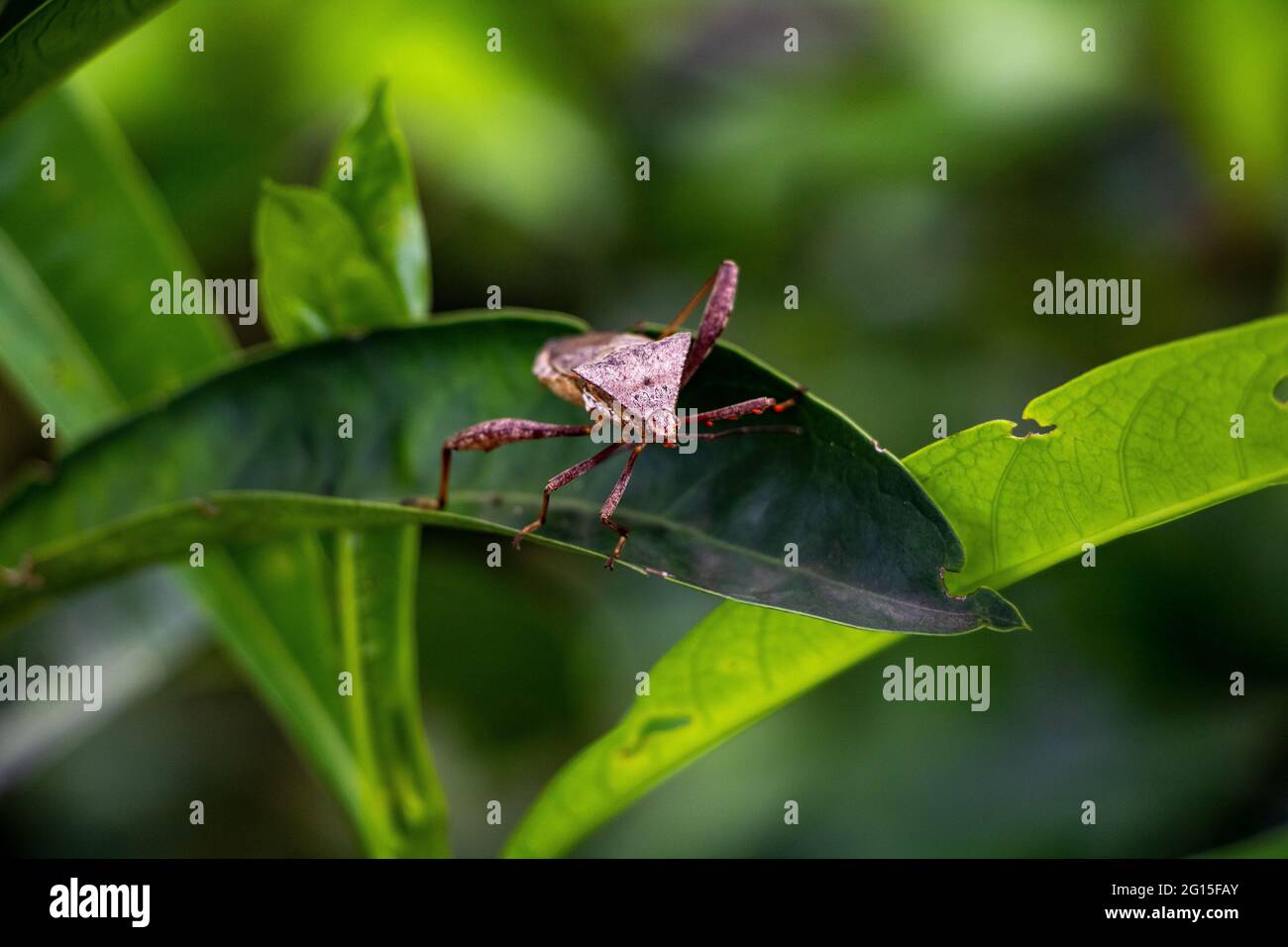 Bug. Con piede a foglia Foto Stock