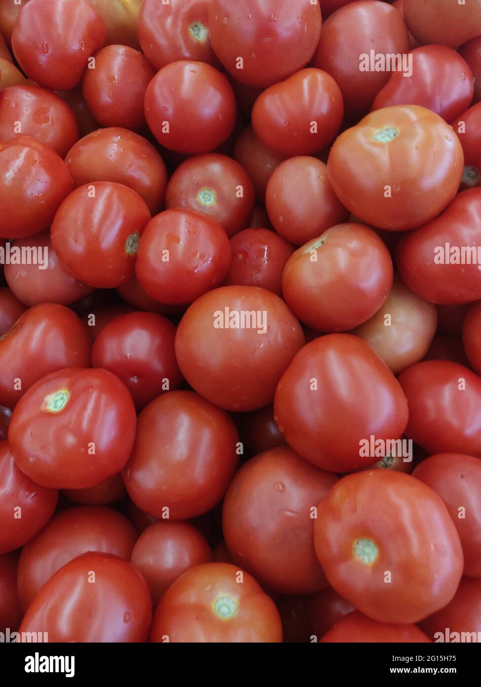Il pomodoro Early Girl è un ibrido di F1 di tipo globo di medie dimensioni popolare con i giardinieri domestici a causa del suo frutto di maturazione precoce. Foto Stock