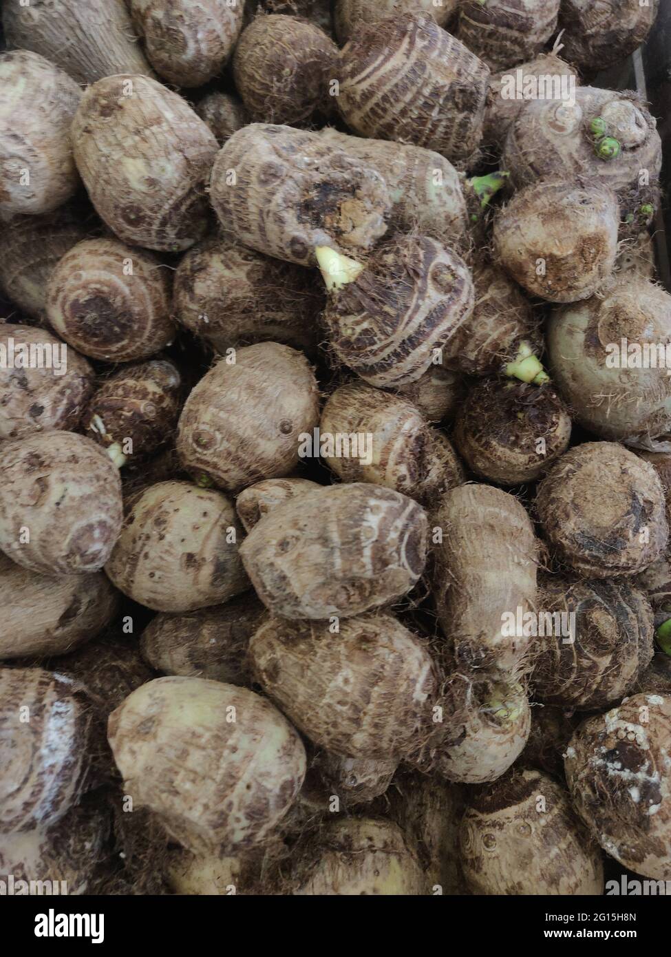 Taro è un raccolto di radice amidaceo con foglie commestibili e ha fornito una buona alimentazione agli isolani del Pacifico per centinaia di anni. È conosciuto con parecchi nomi Foto Stock