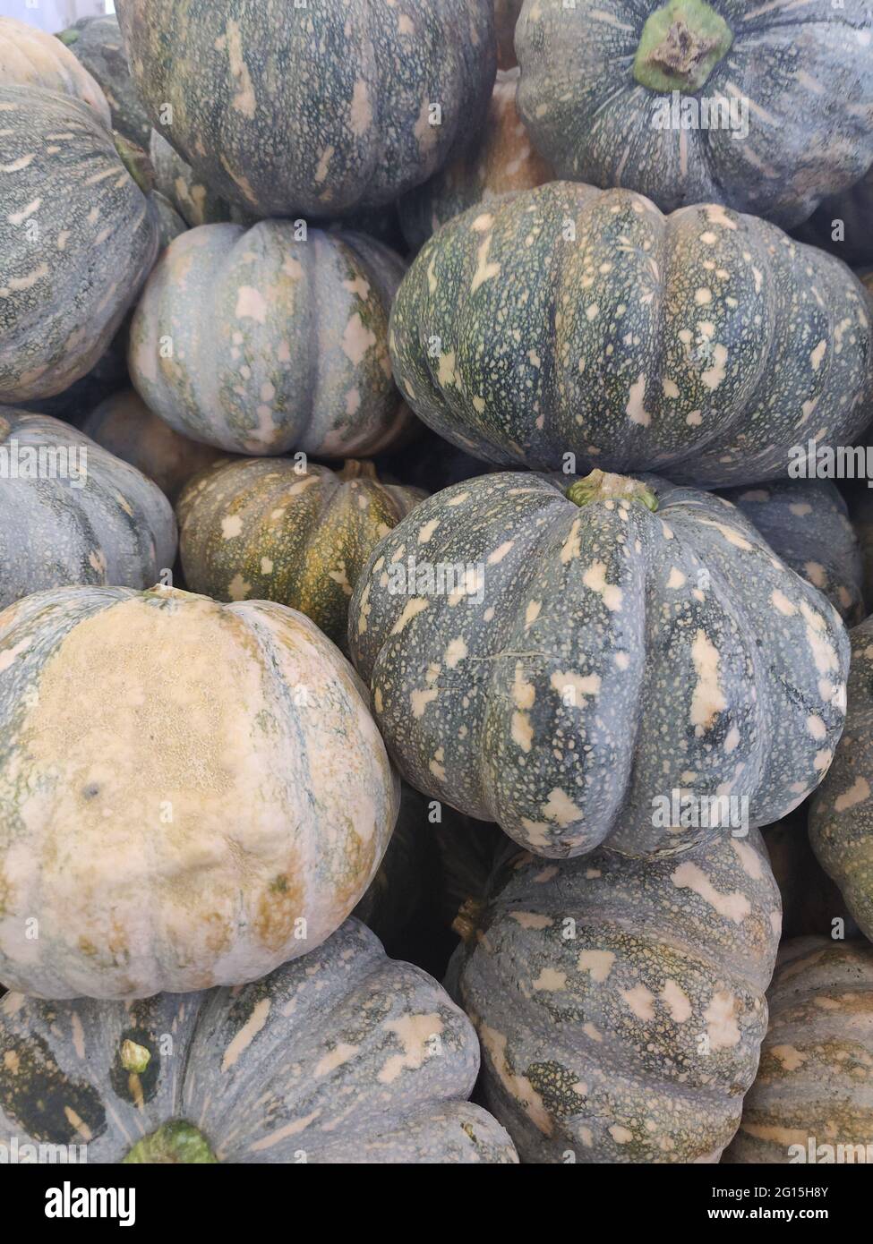 Una zucca è una cultivar della zucca invernale che è rotonda con la pelle liscia, leggermente rigata, ed è più spesso giallo o arancione profondo nella colorazione. Il Th Foto Stock