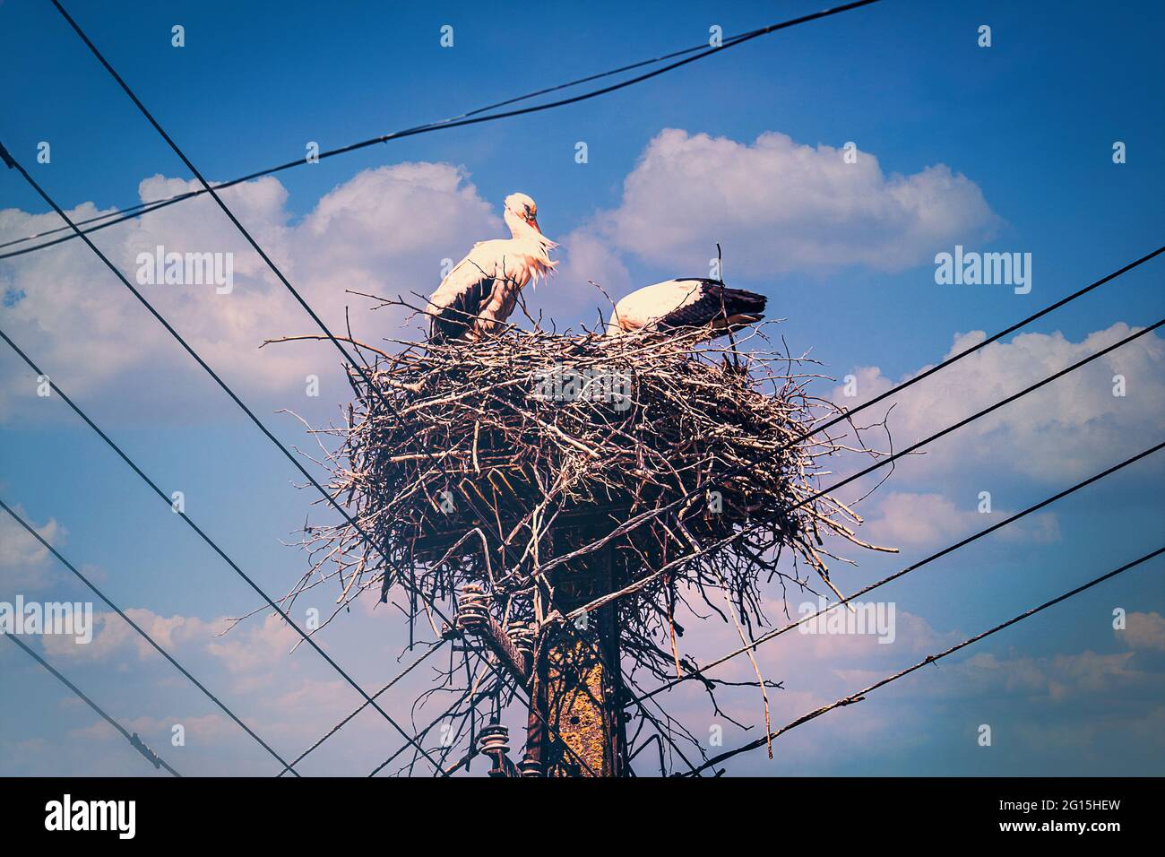 Un nido di cicogna in alto su un palo telefonico, preso in estate dove due cicogne e un paio di uccelli stanno costruendo il loro nido - Ciconiidae. Foto Stock