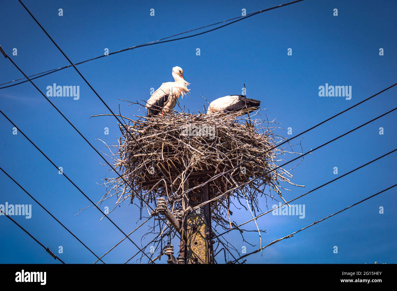 Un nido di cicogna in alto su un palo telefonico, preso in estate dove due cicogne e un paio di uccelli stanno costruendo il loro nido - Ciconiidae. Foto Stock
