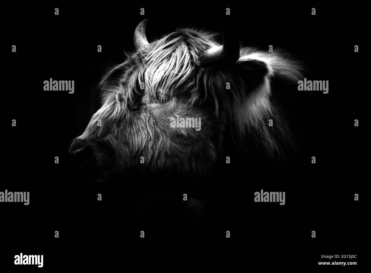 Bella bestia in bianco e nero Foto Stock
