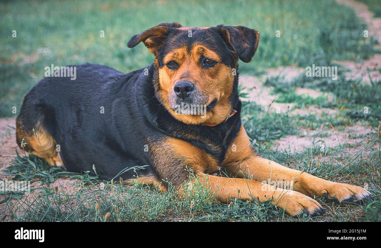 Shepherd rottweiler immagini e fotografie stock ad alta risoluzione - Alamy