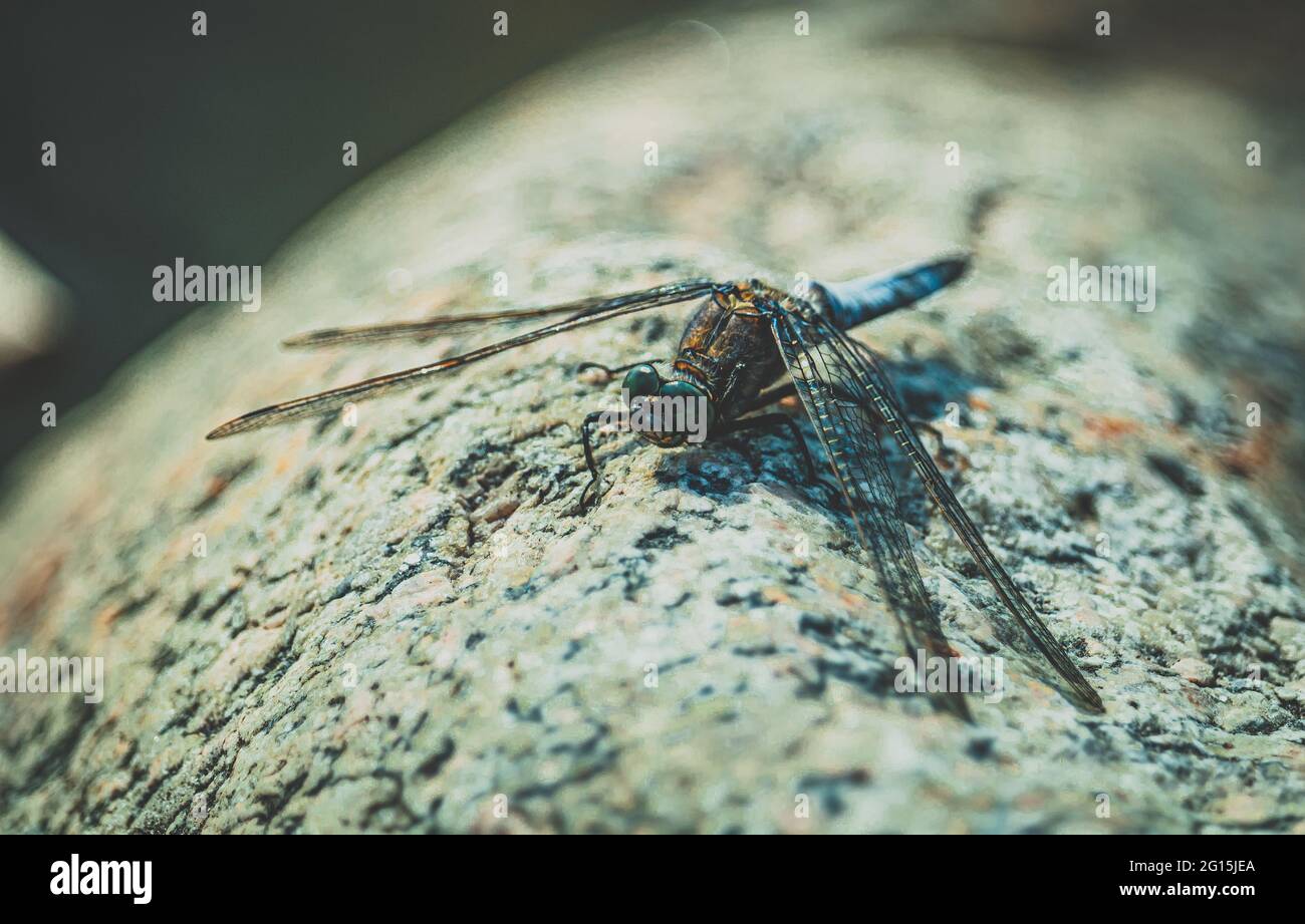 Macrofo di una libellula seduta su una pietra calda e prendere il sole in estate. Dragonfly Deluxe primo piano insetti Odonata Insecta. Foto Stock