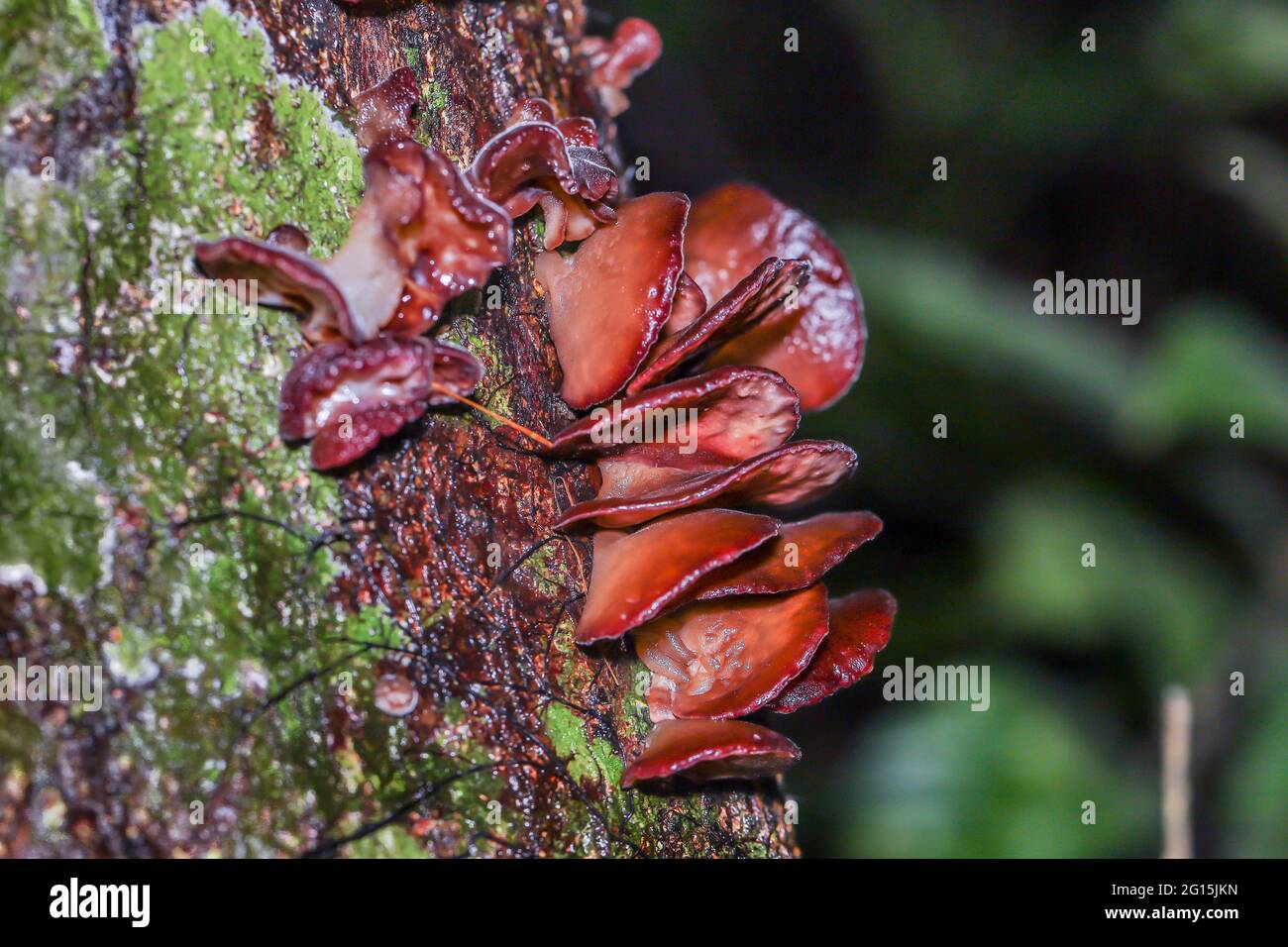 Gruppo di funghi morbidi che crescono su un tronco in una giungla tropicale Foto Stock