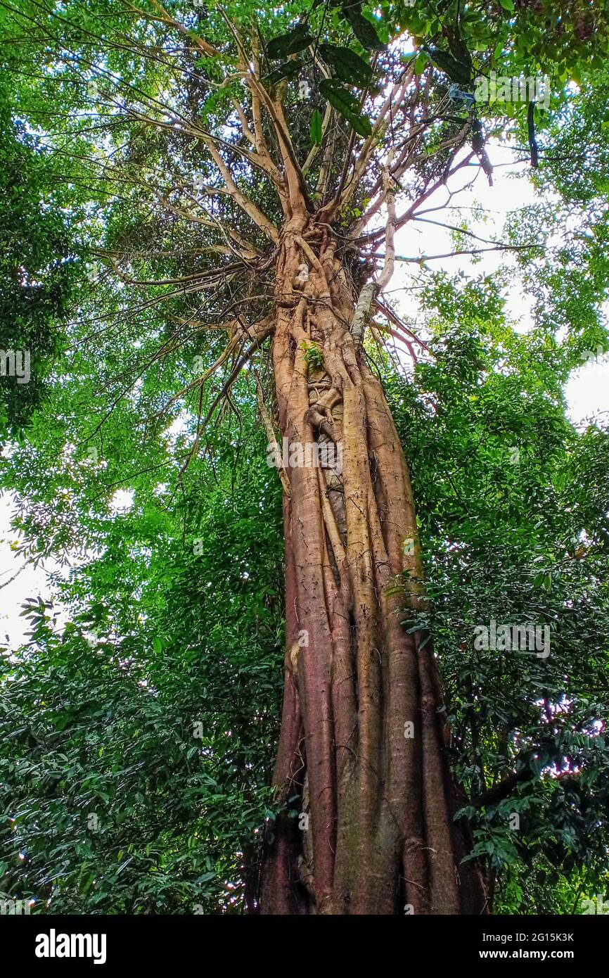 Un albero di fichi strangolante che cresce fino ad un'altezza impressionante in una foresta pluviale tropicale Foto Stock