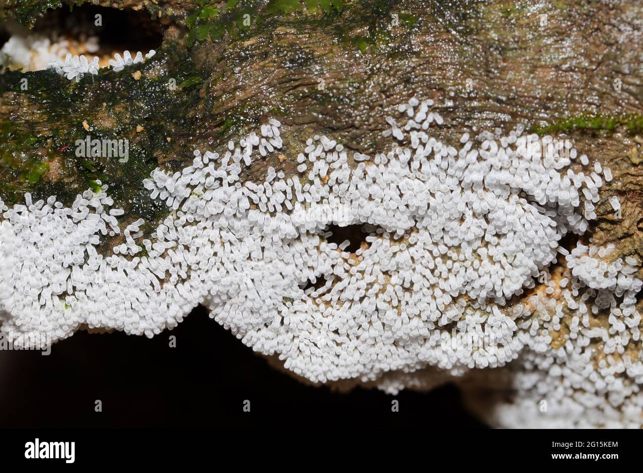 Funghi selvatici e funghi trovati in una giungla tropicale Foto Stock