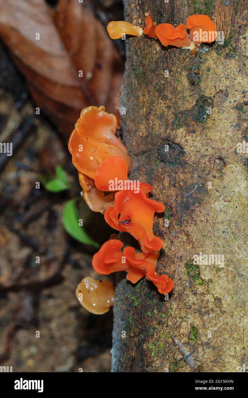 Funghi selvatici e funghi trovati in una giungla tropicale Foto Stock