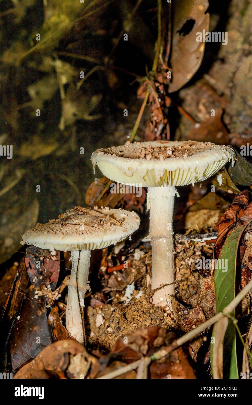 Funghi selvatici e funghi trovati in una giungla tropicale Foto Stock