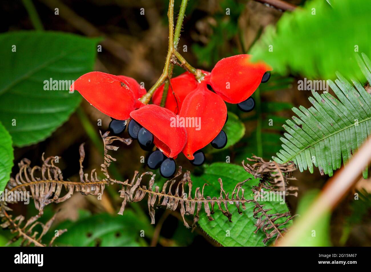 Baccelli di semi rossi insoliti con semi neri della pianta di castagno tropicale del genere sterculia delle piante da fiore. Foto Stock