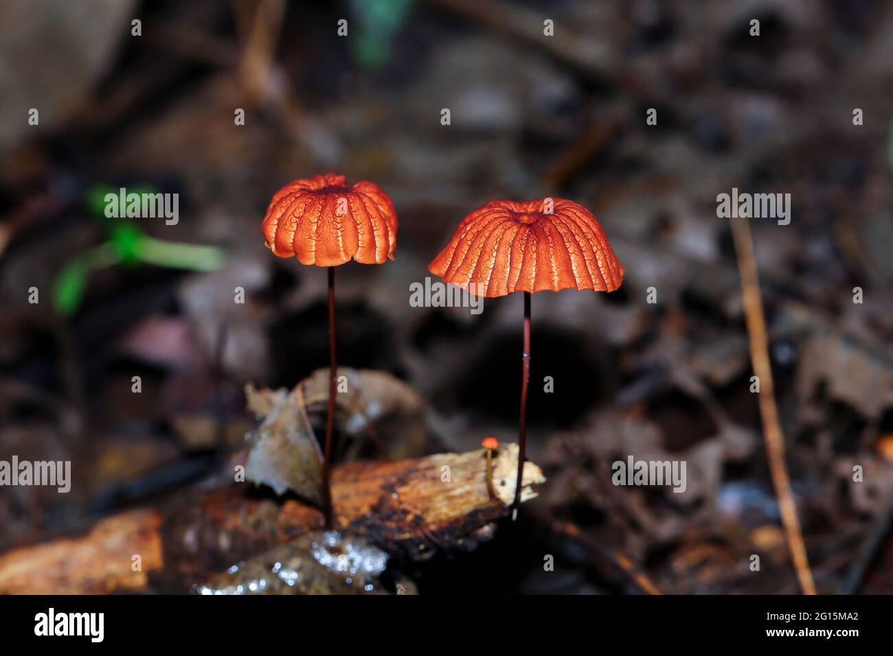 Funghi selvatici e funghi trovati in una giungla tropicale Foto Stock