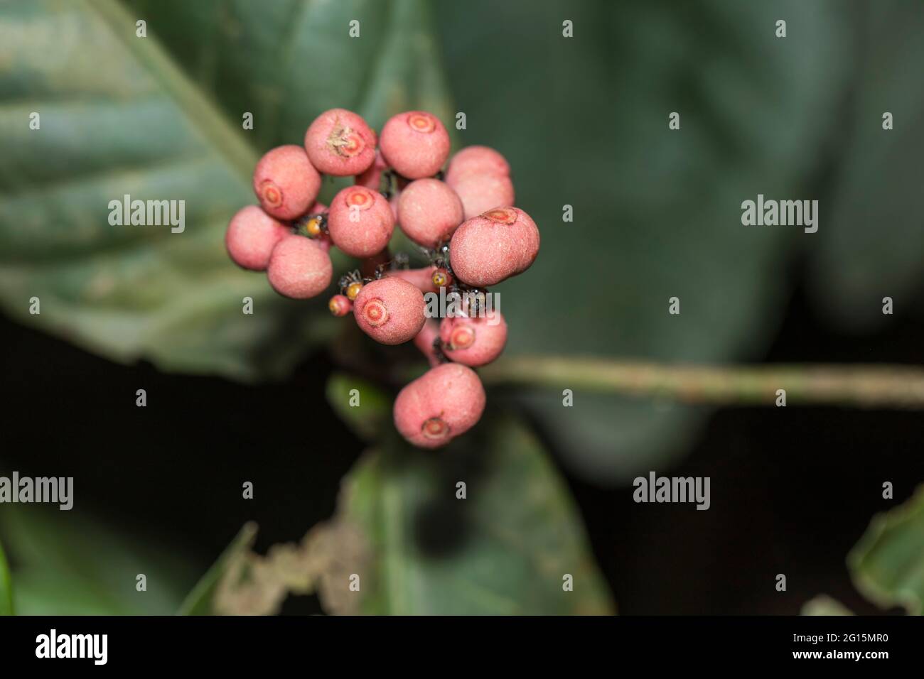 Frutti tropicali aspri immagini e fotografie stock ad alta risoluzione -  Alamy