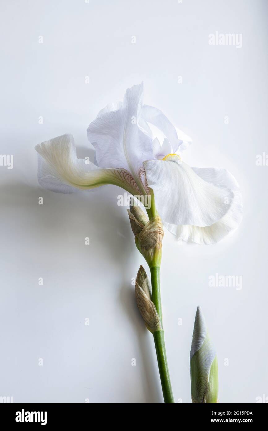 Fiore di iride bianco su sfondo bianco primo piano Foto Stock