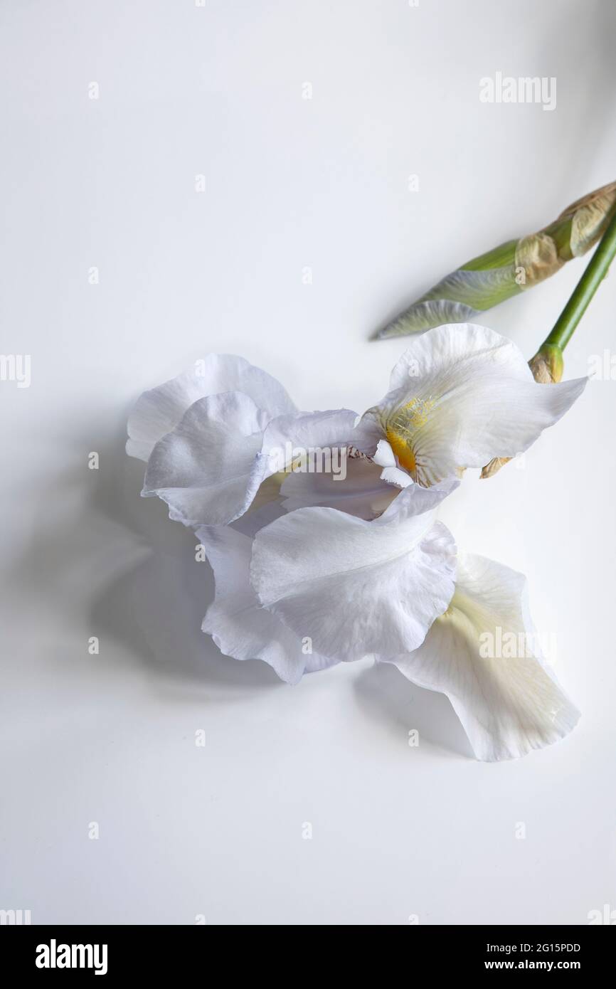 Fiore di iride bianco su sfondo bianco primo piano Foto Stock