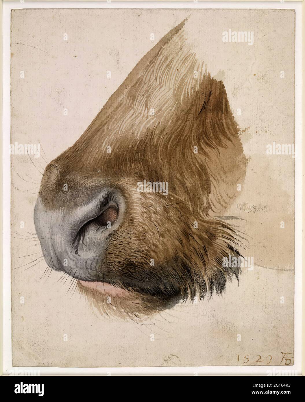Albrecht Dürer - muso di un Ox visto in Profilo a. Foto Stock